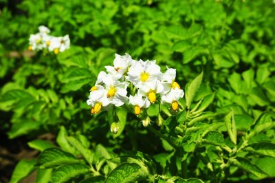 ​土豆为啥会开花？土豆开花正常吗？如何应对土豆开花