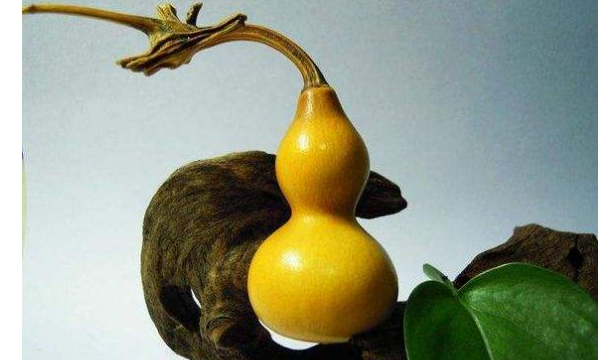 用砂纸打磨过的葫芦还能盘,葫芦怎样抛光好看图3