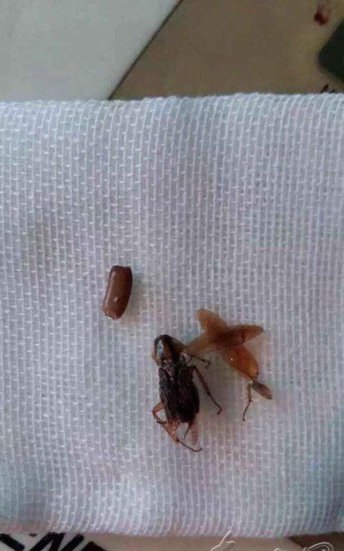 冰箱好久没用了,然后里面的东西也坏了,长满了小蟑螂和蛆,怎么清洗