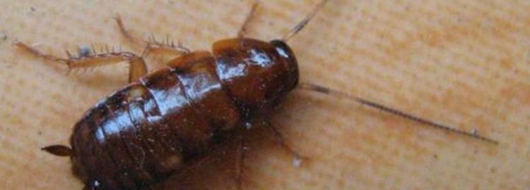 医用紫光灯可以杀死蚊子蟑螂吗