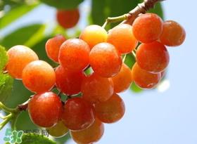 6月份吃什么水果?六月份吃什么水果? 6月份吃什么水果?六月份吃什么水果?