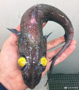 ​俄罗斯渔夫深海捕获“外星”鱼 样貌丑陋吓人