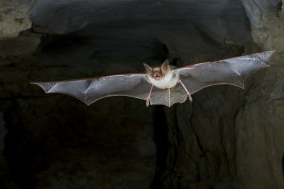 ​野生动物有哪些常见的（这12种常见动物也是“野生”，为了家人健康，别下嘴）