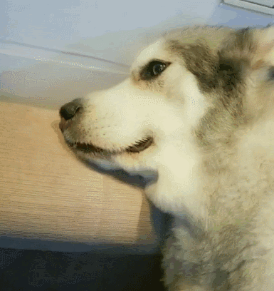 狗狗去世了会去哪（狗狗去天堂后不要埋）(10)