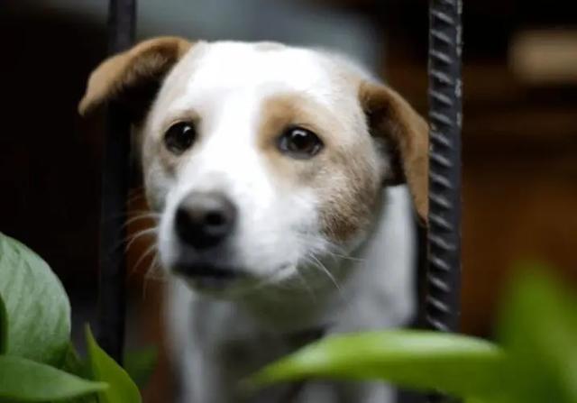 狗狗去世了会去哪（狗狗去天堂后不要埋）(5)