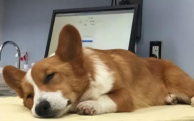 狗狗去世了会去哪（狗狗去天堂后不要埋）(7)