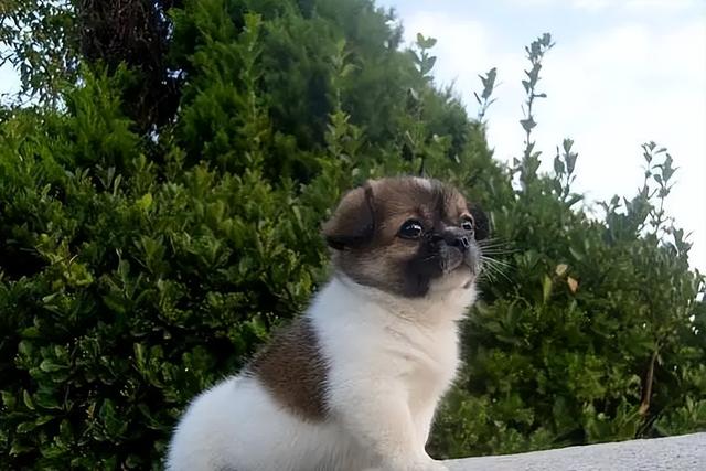 狗狗去世了会去哪（狗狗去天堂后不要埋）(11)