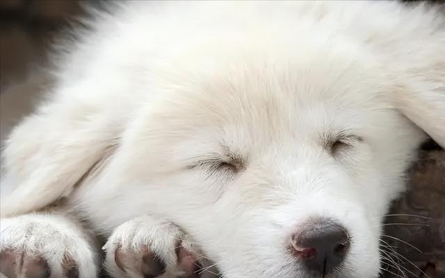 狗狗去世了会去哪（狗狗去天堂后不要埋）(8)