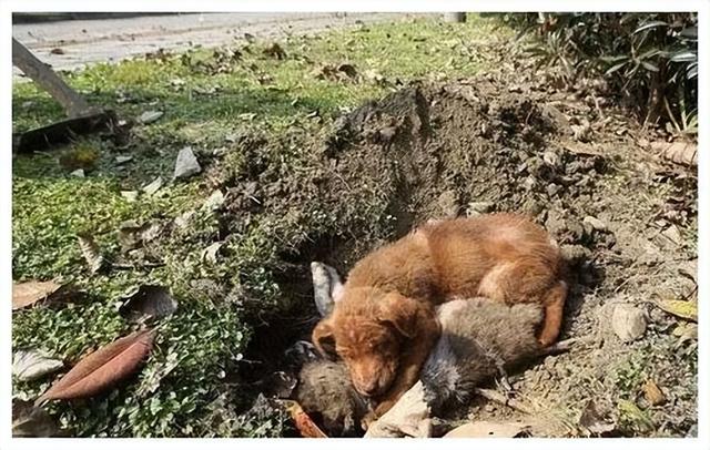狗狗去世了会去哪（狗狗去天堂后不要埋）(6)