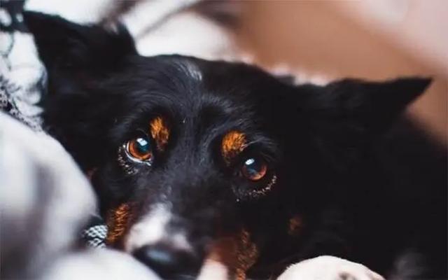 狗狗去世了会去哪（狗狗去天堂后不要埋）(4)