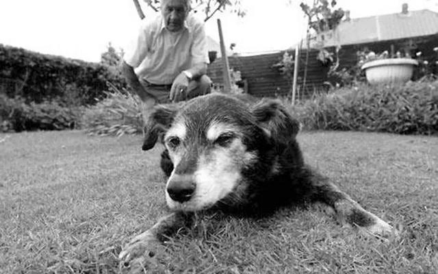 狗狗去世了会去哪（狗狗去天堂后不要埋）(2)