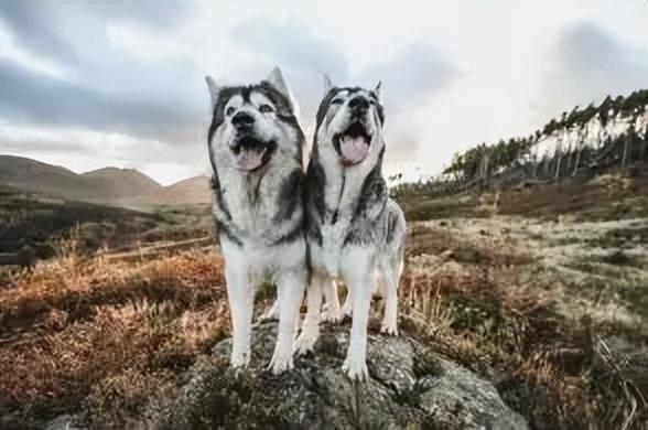 狗狗去世了会去哪（狗狗去天堂后不要埋）(12)