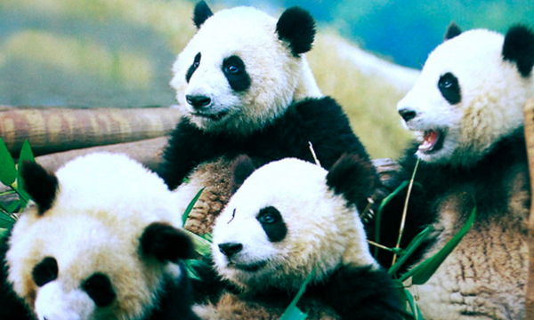 怎么介绍大熊猫,大熊猫的介绍60字图3