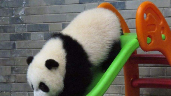 怎么介绍大熊猫,大熊猫的介绍60字图4