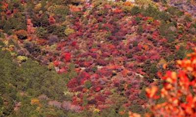 ​香山红叶最佳观赏时间是什么时间，张家港香山红叶最佳观赏时间？