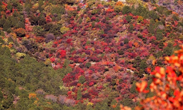 张家港香山红叶最佳观赏时间