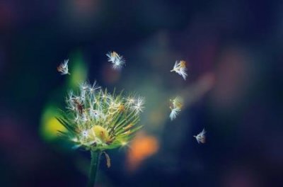 ​野猫吃什么 喂小野猫吃什么