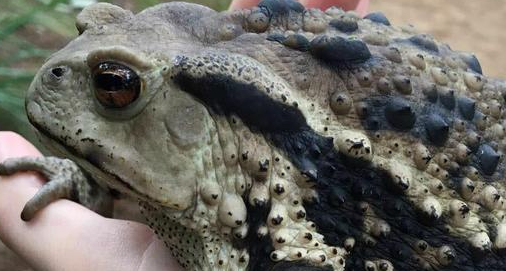 蟑螂有天敌,蟑螂的天敌是什么可以养在家里图5