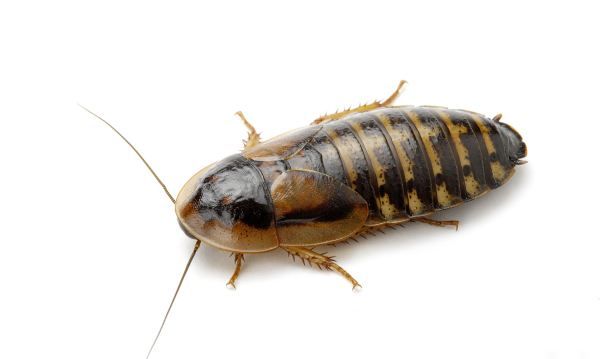 蟑螂有天敌,蟑螂的天敌是什么可以养在家里图3