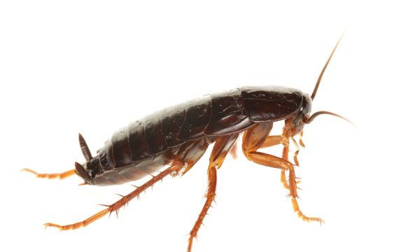 蟑螂有天敌,蟑螂的天敌是什么可以养在家里图2