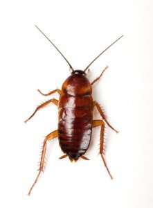 ​蟑螂有天敌,蟑螂的天敌是什么可以养在家里