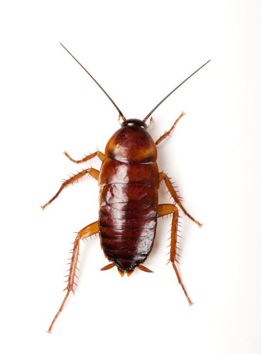 蟑螂有天敌,蟑螂的天敌是什么可以养在家里图1