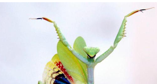 蟑螂有天敌,蟑螂的天敌是什么可以养在家里图4