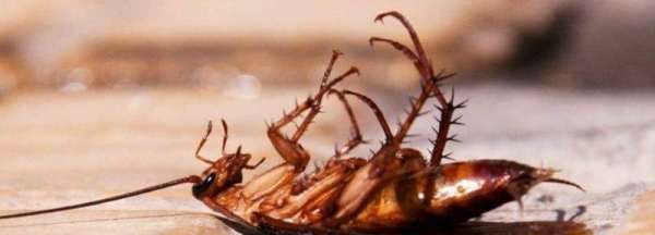 蟑螂有天敌,蟑螂的天敌是什么可以养在家里图9