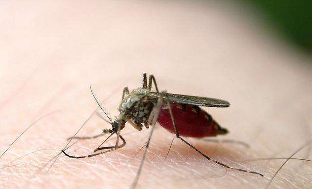 一只蚊子的寿命一般多长