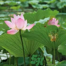 莲子有什么功效与作用 莲子的食用方法禁忌