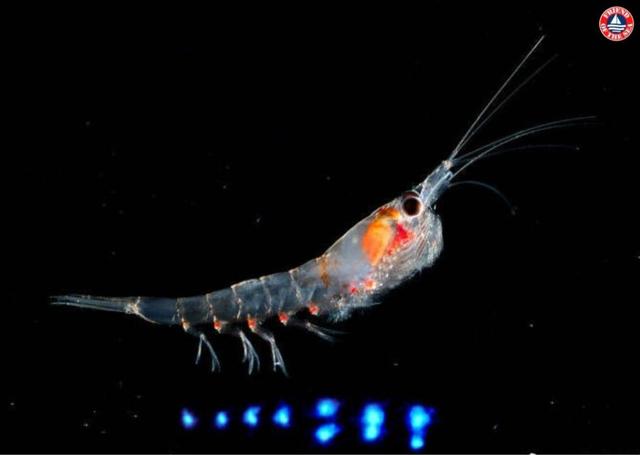 蓝鲸吃什么食物(浅谈蓝鲸吃食及食量)