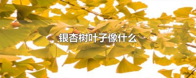 ​银杏树叶子像什么