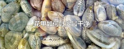 ​花甲如何吐沙最干净