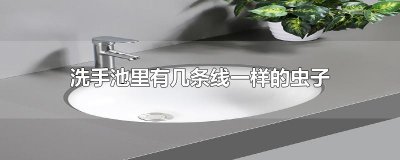 ​洗手池里有几条线一样的虫子