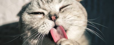 ​高铁可以托运猫吗