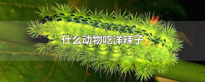 ​什么动物吃洋辣子