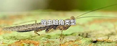 ​蝗虫触角类型