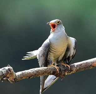 ​杜鹃鸟让其他鸟类哺育后代，以其他鸟类蛋或幼崽为食