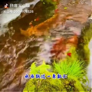 ​歌曲欣赏：红鲤