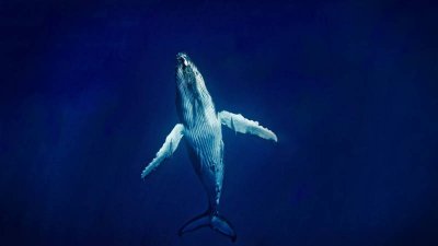 ​鲸落的歌词意思 鲸落跟搁浅是一个意思吗