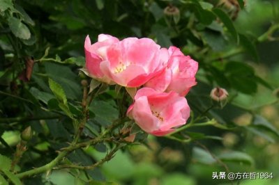 ​韩国歌曲-野蔷薇