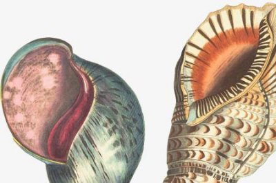 ​海螺号儿歌歌词