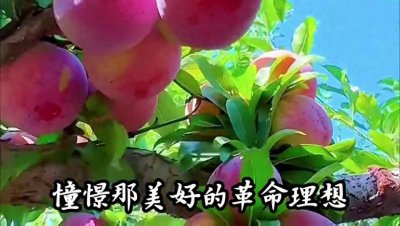 ​怀旧电影歌曲精选：《甜蜜的事业》插曲，于淑珍演唱