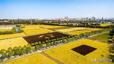 ​上海市奉贤区南桥镇：打造全域乡村振兴新典范