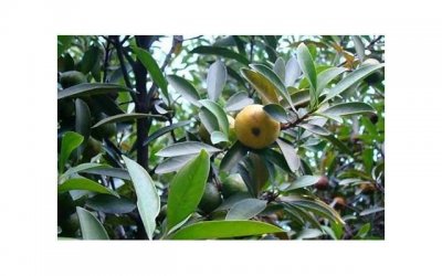 ​对朋友儿子的赞美(高情商赞美别人儿子)