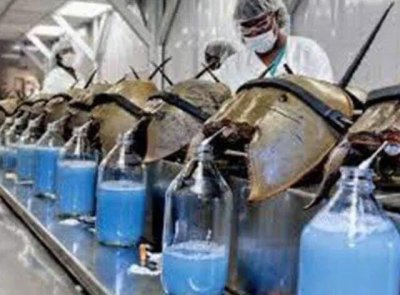 ​鲎的血液凭啥卖那么贵？