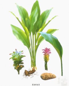 ​郁金的作用和功效（促进胆汁分泌和排泄,降低全血黏度）