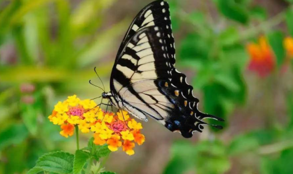蝴蝶辨别食物味道用身体哪个部位,蝴蝶是依靠什么来辨别味道的图4