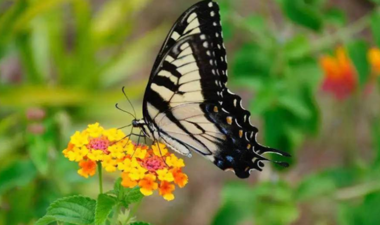 蝴蝶是靠什么辨别味道