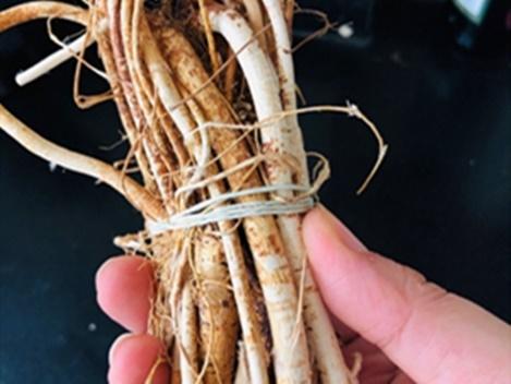 五指毛桃煲鸡正确做法（香气扑鼻的五指毛桃炖鸡）(3)